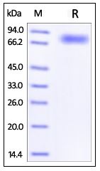 Human CD44, Fc Tag on SDS-PAGE under reducing (R) condition. The gel was stained overnight with Coomassie Blue. The purity of the protein is greater than 95%.